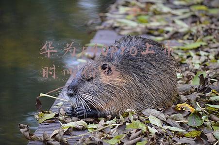 华为p40pro上市时间价格什么时候上市(华为P40 Pro+ 6月6日开售 手机影像新顶端依旧是华为)