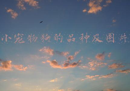 小的宠物狗有哪些品种图片大全(想要养小型的狗子，但不知道选什么样的品种，可以试试这几个品种)