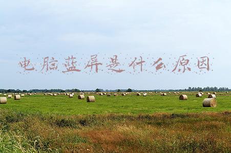 电脑蓝屏是什么原因