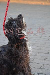 钢笔品牌