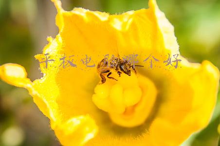 平板电脑哪个好