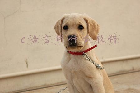 c语言用什么软件编程(Python、Perl 垫底，C语言才是最环保的编程语言)