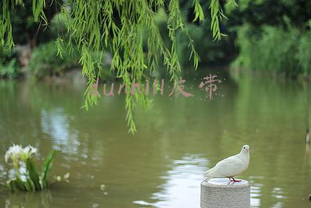 dunhill皮带
