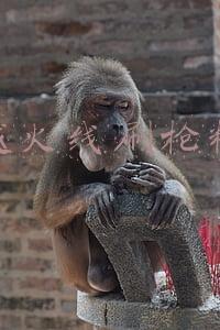 穿越火线刷枪助手(火线精英手机版辅助 火线精英手机版刷枪教程)