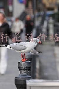 轩尼诗价格