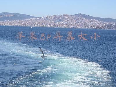 苹果8p屏幕大小