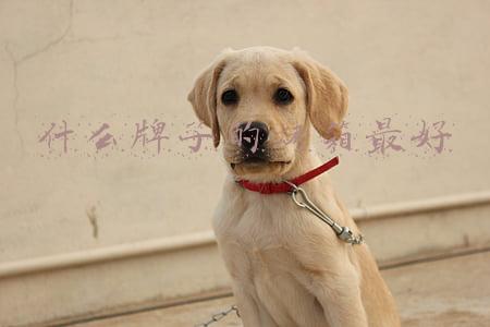 什么牌子的烤箱最好
