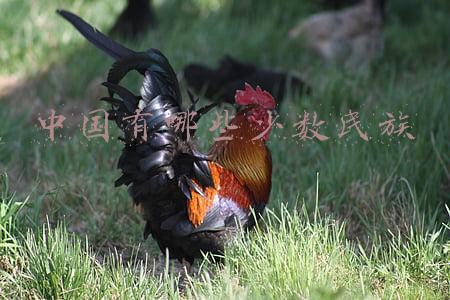 中国有哪些少数民族