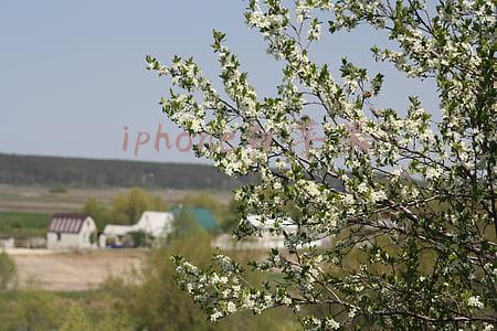 iphone白苹果