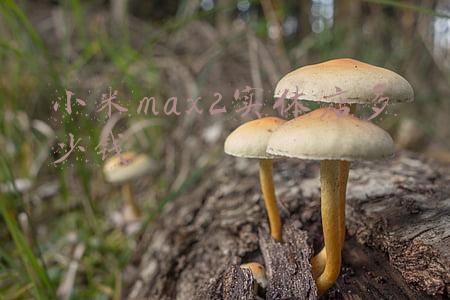 小米max现在卖多少钱(小米max多少钱一部)