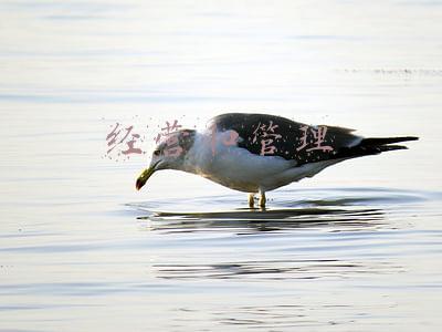 经营和管理