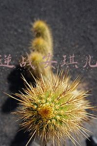 逆战安琪儿
