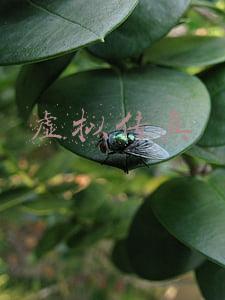 虚拟传真
