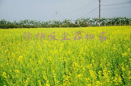 除螨吸尘器排名