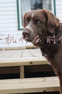 小米手机上市时间排序(小米产品发布“时间表”曝光 先上电竞手机，再上天玑双芯旗舰)
