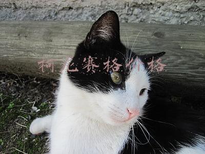 柯尼赛格价格