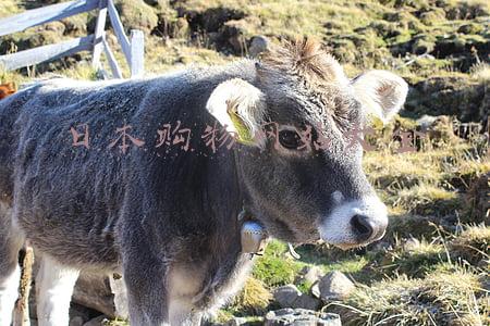 日本购物网站哪个最好(留学生在日本怎么网购？盘点日本常用的购物网站)