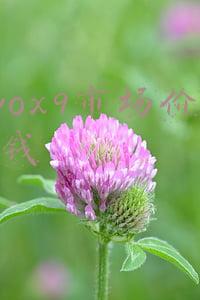 vivox9市场价多少钱