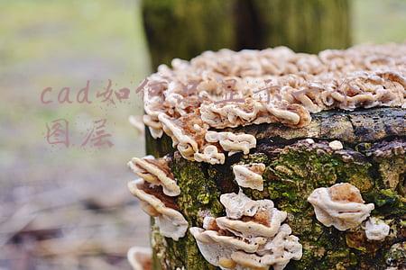cad如何只显示一个图层