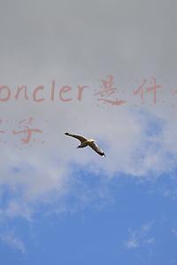 moncler是什么牌子为啥这么贵(一件羽绒服卖到万元？波司登号称全球规模第一真成加拿大鹅了？)