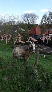 印度人种等级怎么划分(印度的种姓制度！将人分为三六九等，低种姓“贱民”如何翻身？)
