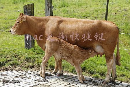 mac复制快捷键