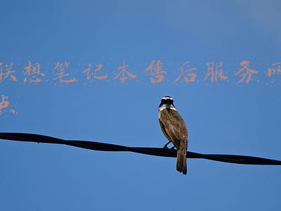 长春联想笔记本售后服务网点(曝娇娇怒撕赵本山原因，限制她直播带货恼羞成怒，赵本山未受影响)