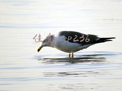 佳能mp236