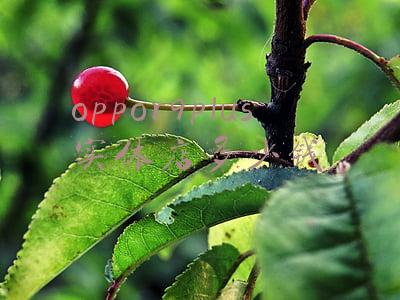 oppor9能卖多少钱 oppor9能卖多少钱现在