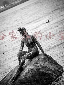 适合家养的小型犬