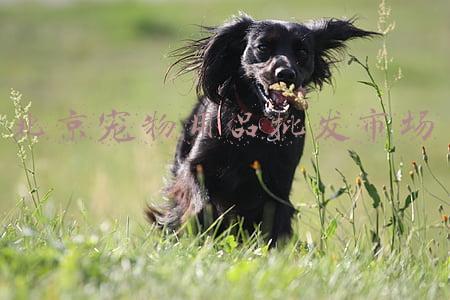 北京宠物用品批发市场
