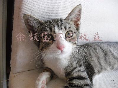 余额宝万元收益
