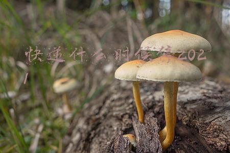 快递什么时候停2021