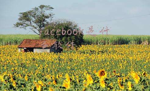 facebook是什么软件下载(Facebook正式宣布更名)
