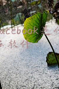 facebook是什么软件都有什么人在用(脸书公司“吹哨人”：扎克伯格控制住 30 亿人口，急需紧急外部监管)