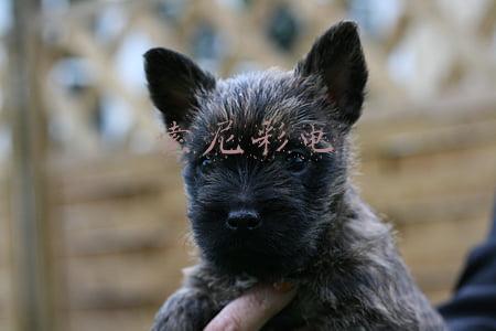 索尼彩电