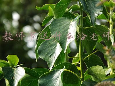 教师节送什么给老师