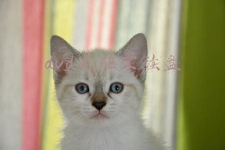 光驱不能读盘(电脑光驱不显示怎么办)