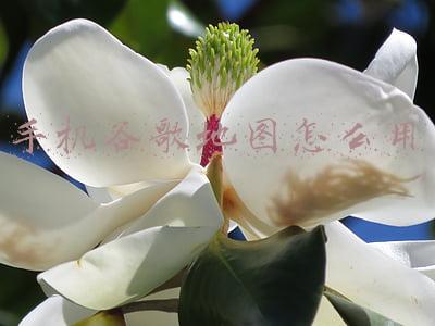 手机谷歌地图怎么用