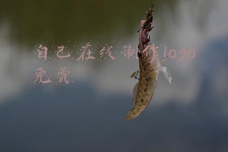 自己在线制作logo免费