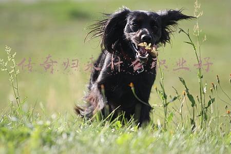 传奇归来是什么版本(热血传奇：8.28万人堵门事件，中国网游界的大地震)