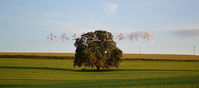 小米手机怎么打开后盖(在西安老城根，我是这样给手机更换后盖的)