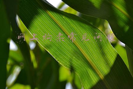 网上购票出票失败为什么(飞猪公布“环球优速通出票失败”解决方案：退款+赔付30%)