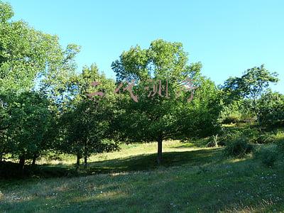 二代测序