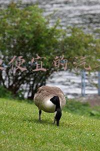 最便宜的汽车是哪一款(国人最愿意掏钱买的5款轿车，卡罗拉仅排第4，日产轩逸最“受宠”)