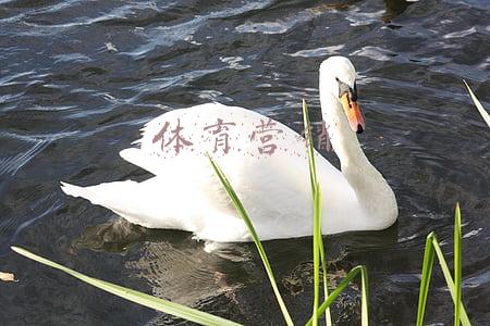 体育营销案例(冬奥即将来临，体育营销该如何破圈？)