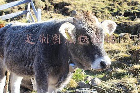复制图层快捷键