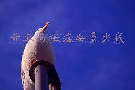 亚马逊个人可以开店么(亚马逊可以开个人店吗)