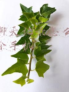 安卓微信聊天记录怎么传到另一个手机(微信聊天记录迁移到另一台手机)