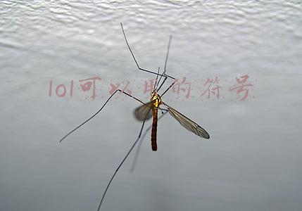 lol可以用的特殊符号(LOL可以使用的符号)